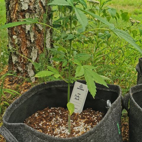 Auto Hindu Kush growlog timeline photo