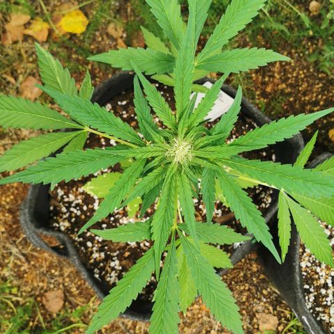 Auto Hindu Kush growlog timeline photo