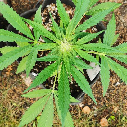 Auto Hindu Kush growlog timeline photo
