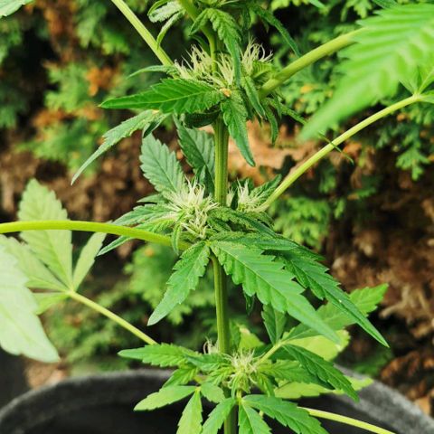Auto Hindu Kush growlog timeline photo