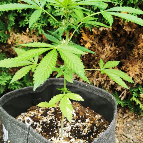 Auto Hindu Kush growlog timeline photo