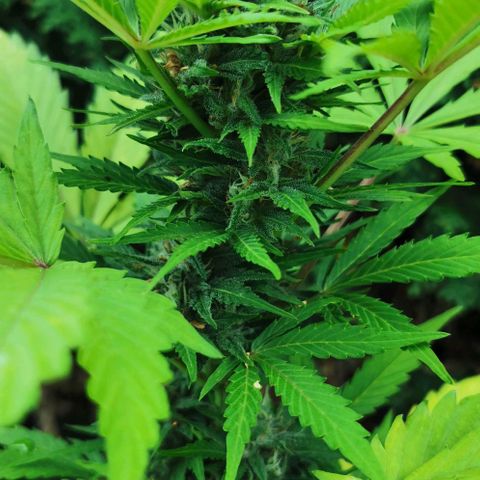 Stress Killer Automatic growlog timeline photo