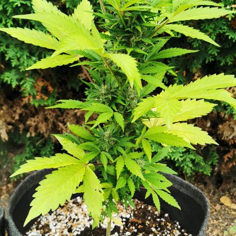 Stress Killer Automatic growlog timeline photo