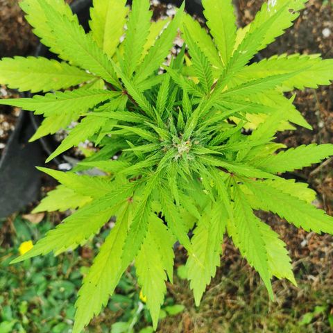 Stress Killer Automatic growlog timeline photo