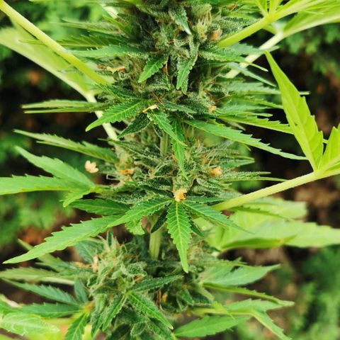 Auto Acid growlog timeline photo