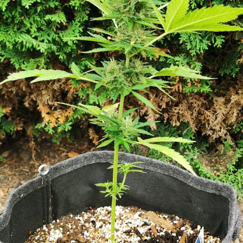 Auto Acid growlog timeline photo