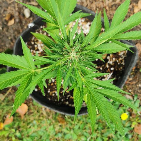 Auto Acid growlog timeline photo