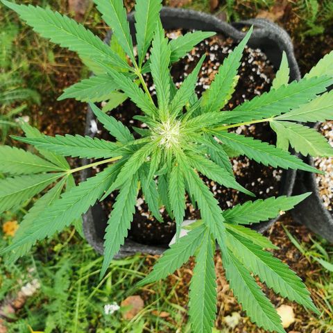 Auto Hindu Kush growlog timeline photo