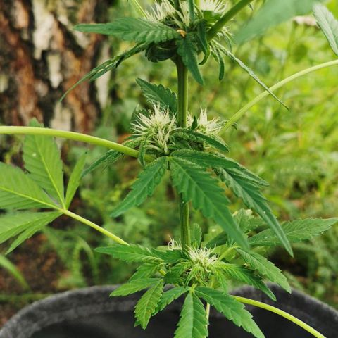 Auto Hindu Kush growlog timeline photo
