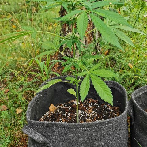 Auto Hindu Kush growlog timeline photo