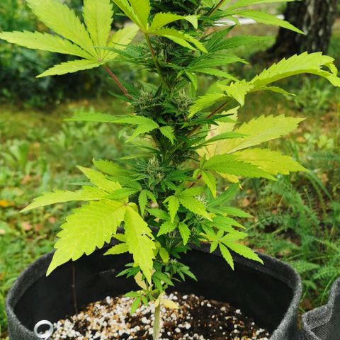 Stress Killer Automatic growlog timeline photo