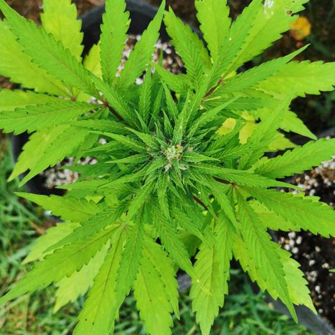 Stress Killer Automatic growlog timeline photo