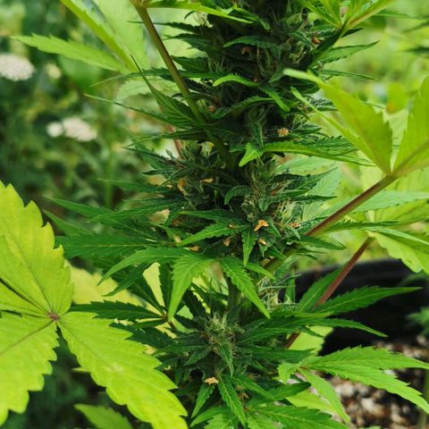 Stress Killer Automatic growlog timeline photo