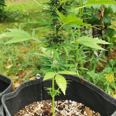 Auto Acid growlog timeline photo