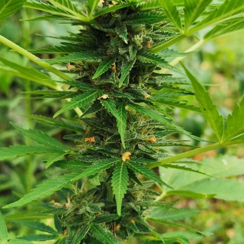 Auto Acid growlog timeline photo