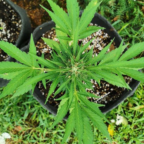 Auto Acid growlog timeline photo