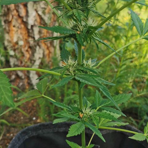 Auto Hindu Kush growlog timeline photo