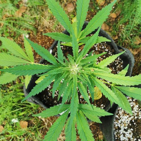 Auto Hindu Kush growlog timeline photo