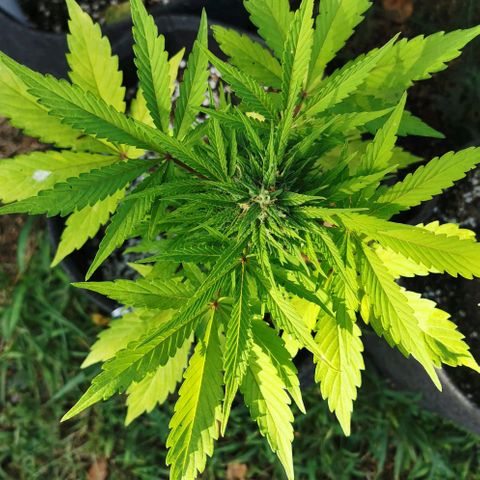 Stress Killer Automatic growlog timeline photo
