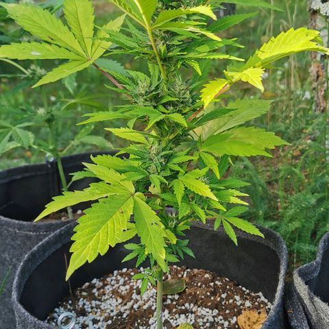 Stress Killer Automatic growlog timeline photo