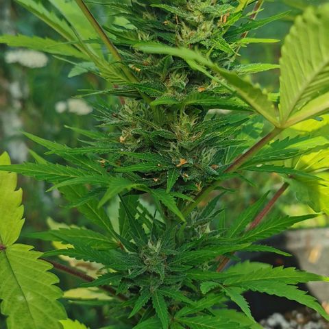 Stress Killer Automatic growlog timeline photo