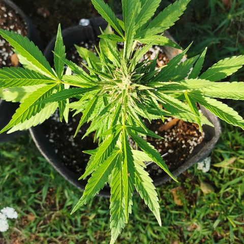 Auto Acid growlog timeline photo