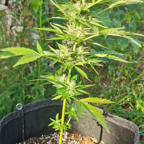 Auto Acid growlog timeline photo