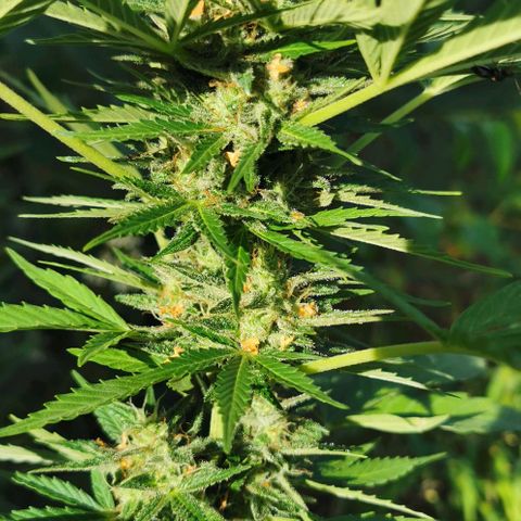 Auto Acid growlog timeline photo