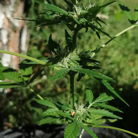 Auto Hindu Kush growlog timeline photo