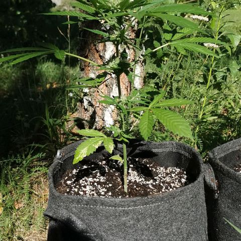 Auto Hindu Kush growlog timeline photo