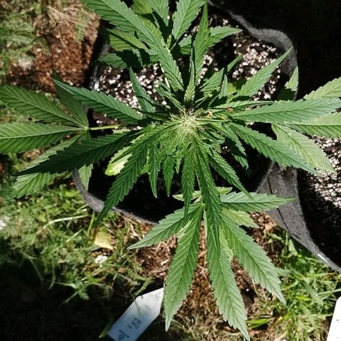 Auto Hindu Kush growlog timeline photo