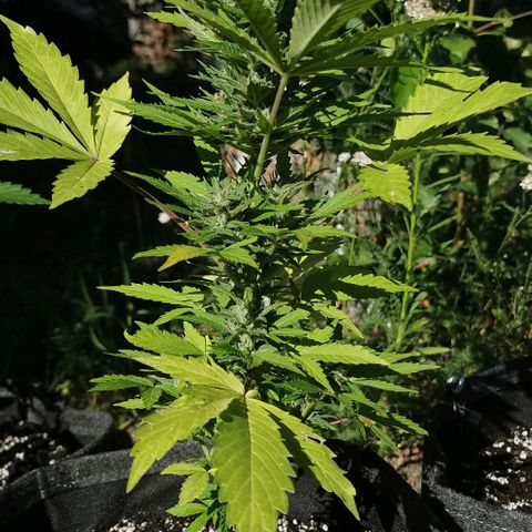 Stress Killer Automatic growlog timeline photo
