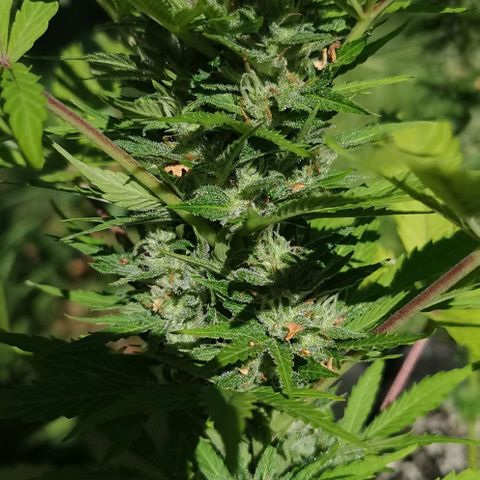 Stress Killer Automatic growlog timeline photo