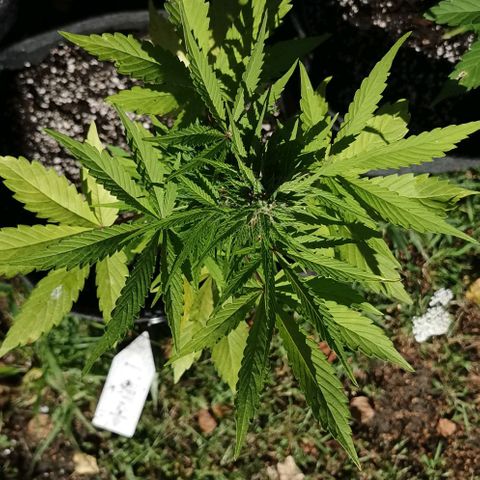 Stress Killer Automatic growlog timeline photo