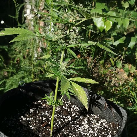 Auto Acid growlog timeline photo