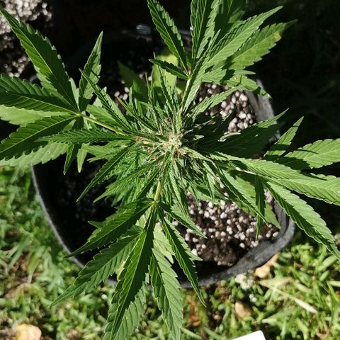 Auto Acid growlog timeline photo
