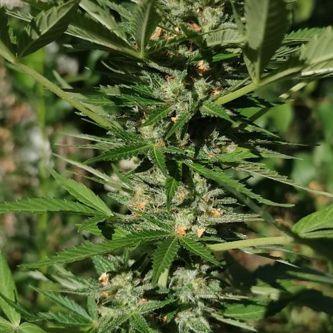 Auto Acid growlog timeline photo