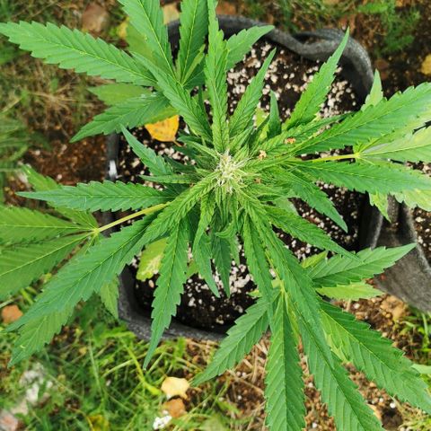 Auto Hindu Kush growlog timeline photo