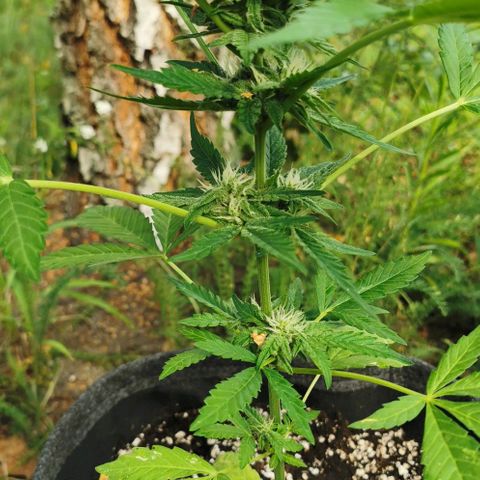 Auto Hindu Kush growlog timeline photo