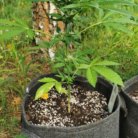 Auto Hindu Kush growlog timeline photo