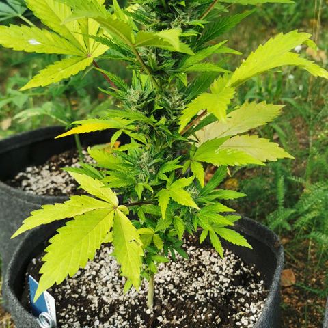 Stress Killer Automatic growlog timeline photo