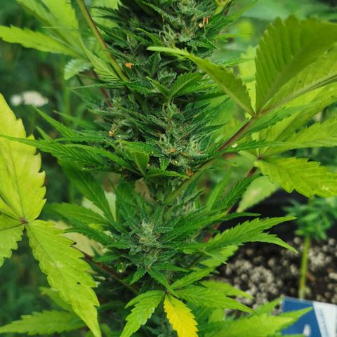 Stress Killer Automatic growlog timeline photo