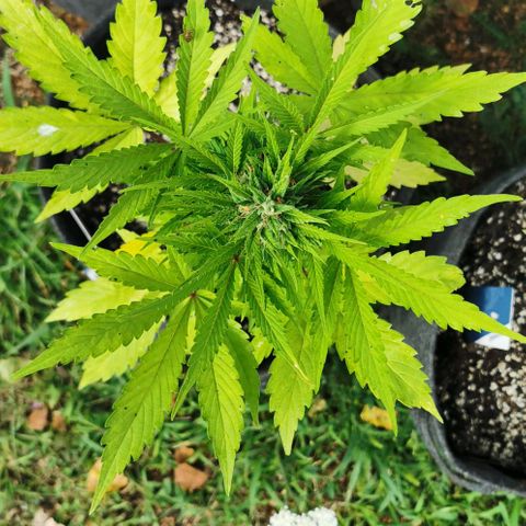 Stress Killer Automatic growlog timeline photo
