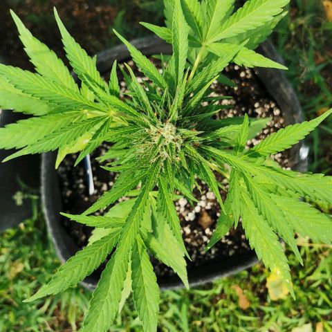 Auto Acid growlog timeline photo