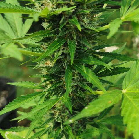 Auto Acid growlog timeline photo