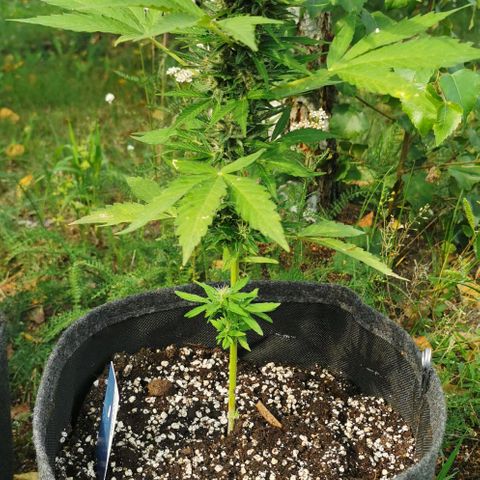 Auto Acid growlog timeline photo