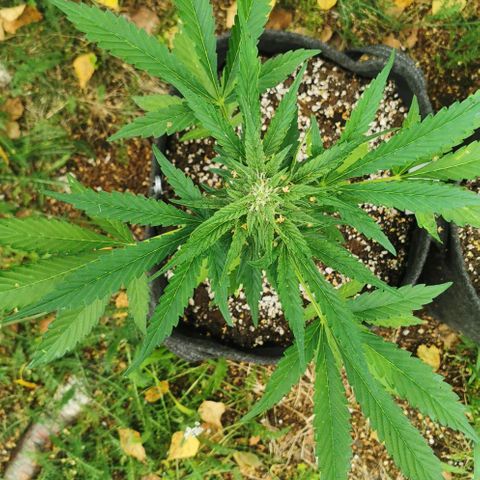 Auto Hindu Kush growlog timeline photo