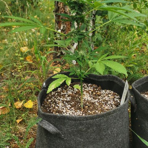 Auto Hindu Kush growlog timeline photo