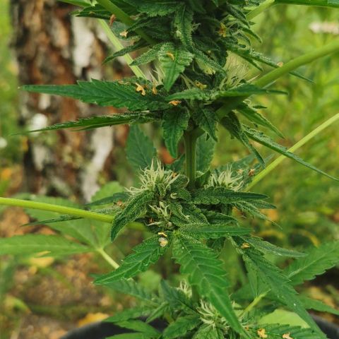 Auto Hindu Kush growlog timeline photo