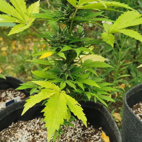Stress Killer Automatic growlog timeline photo